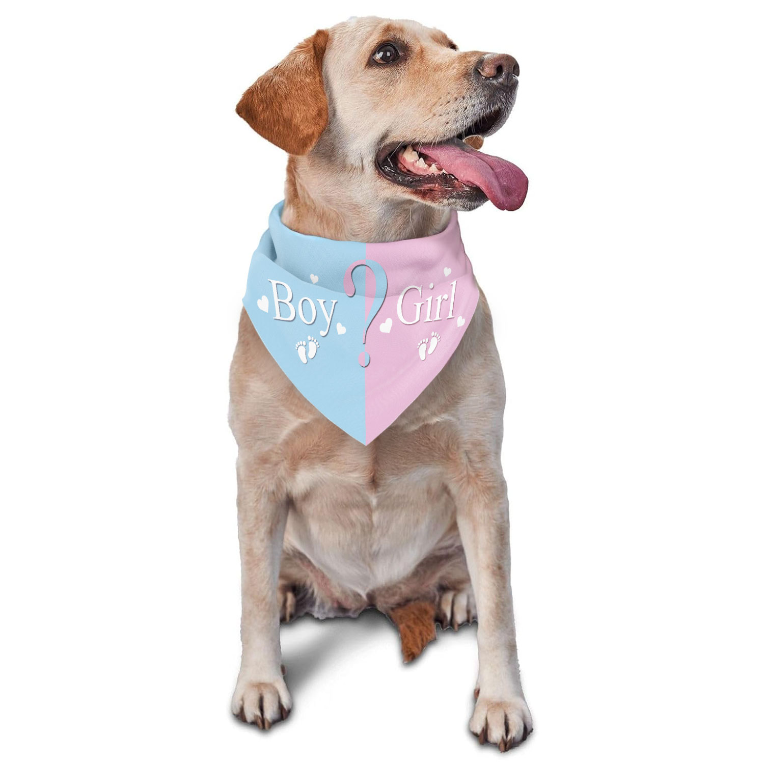 Gender Reveal Pet Bandana - Pi - Photography Triangle avis et prix